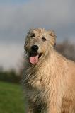 IRISH WOLFHOUND 422
